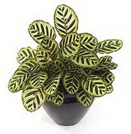 کالاتیا ماکویانا